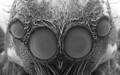 Scanning electron image of a jumping spider
