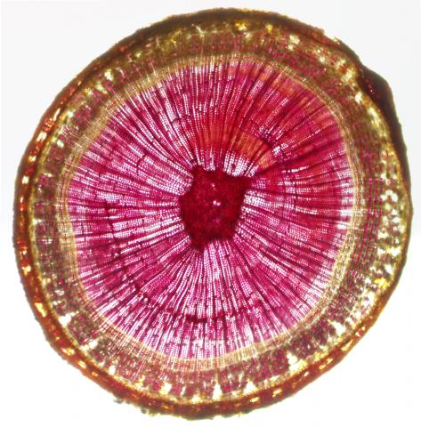 Cypress stem, transverse section,  phloroglucinol stain.