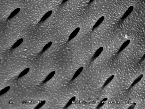 Scanning electron image of thistle pits